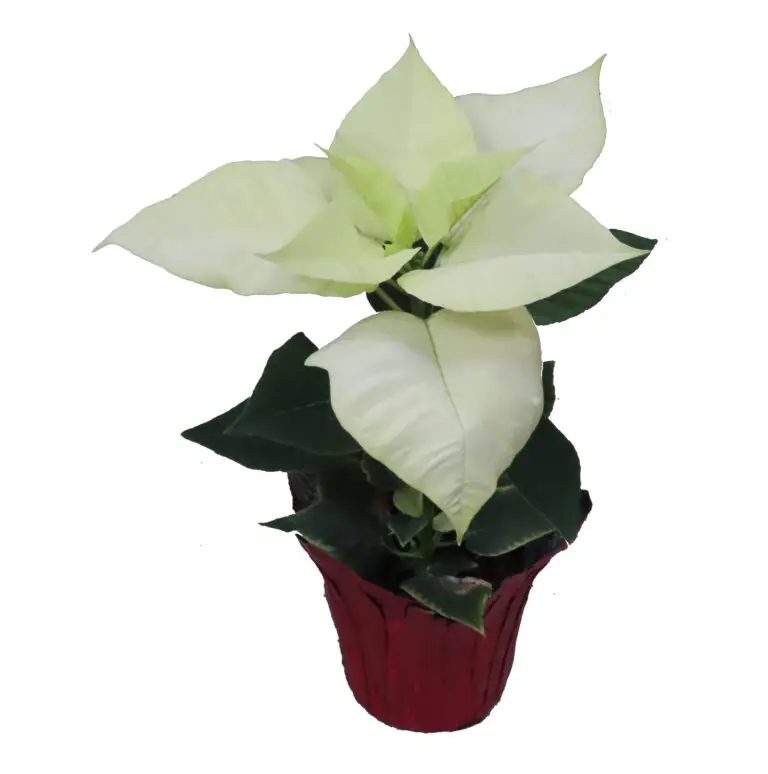 4'' White in Red
