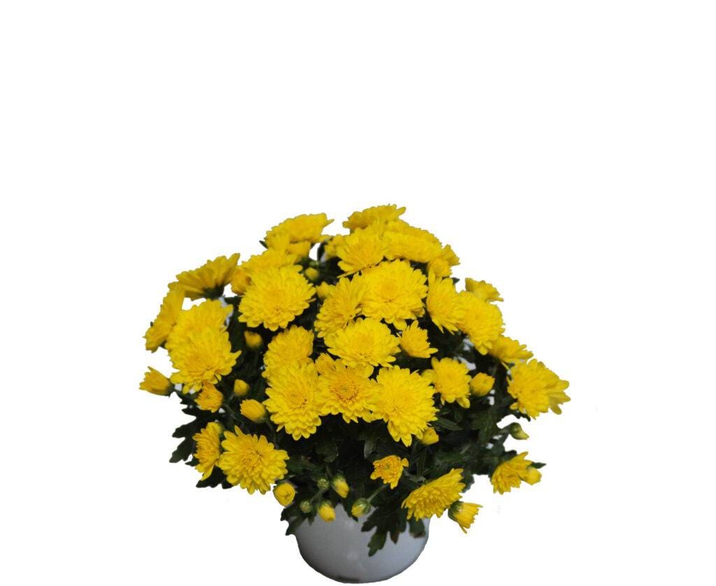 4" size of fall mums