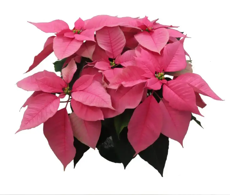 6'' Pink in Green