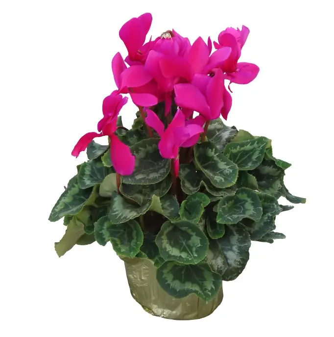 6" Purple Cyclamen in Gold
