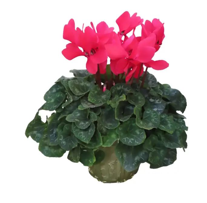 6" Red Cyclamen in Gold
