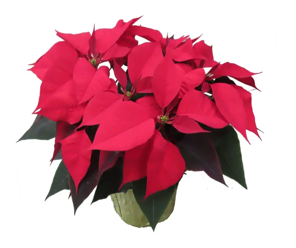6" red poinsettia in gold foil