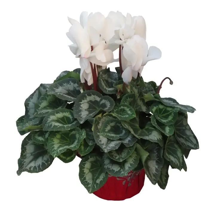 6" White Cyclamen in Red