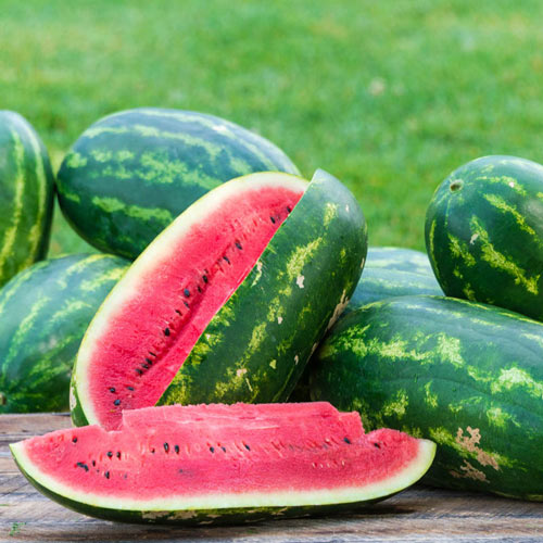 Crimson Sweet Watermelon Plants for sale