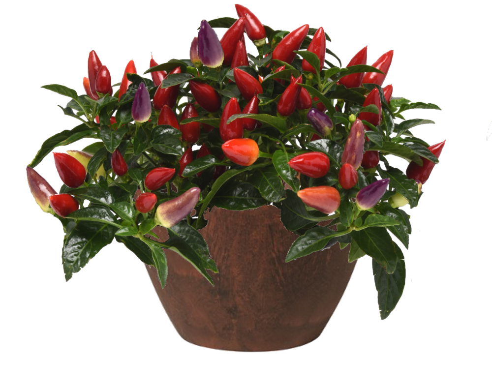 ornamental pepper Acapulco Multicolor