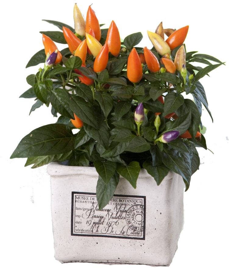 Acapulco Orange