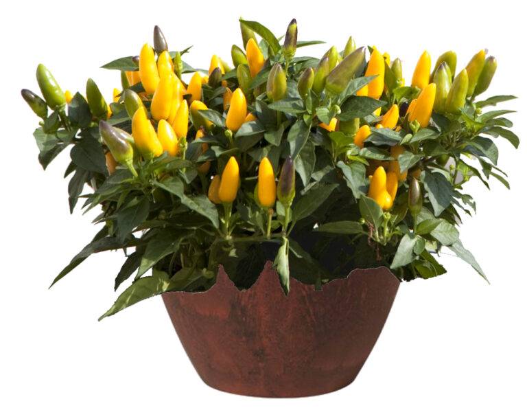 Acapulco Yellow