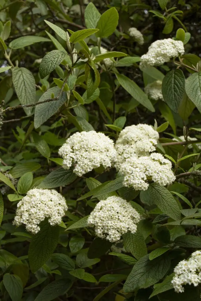 White flowers of Allegheny Viburnum plant