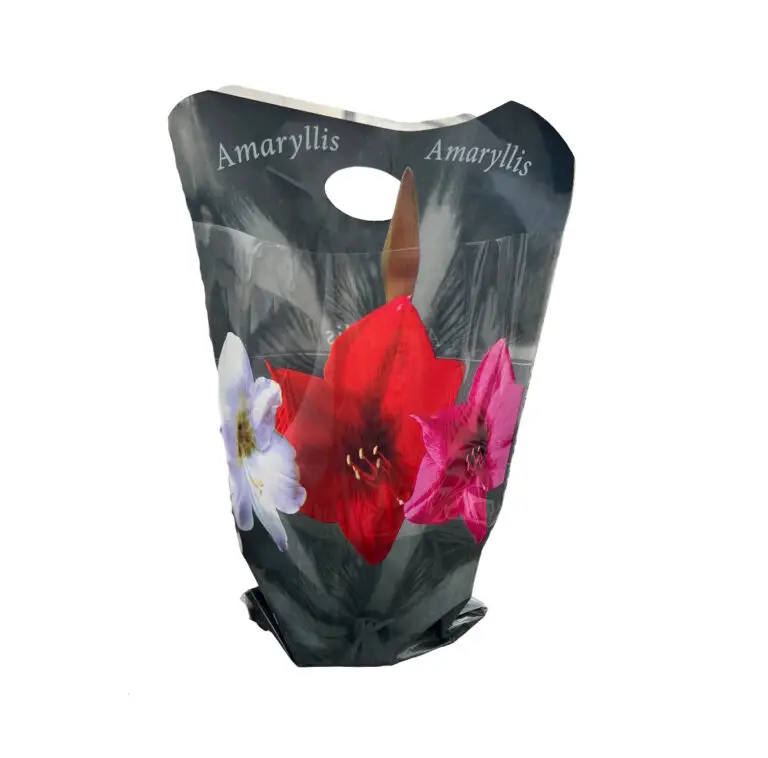 Amarylis Flower