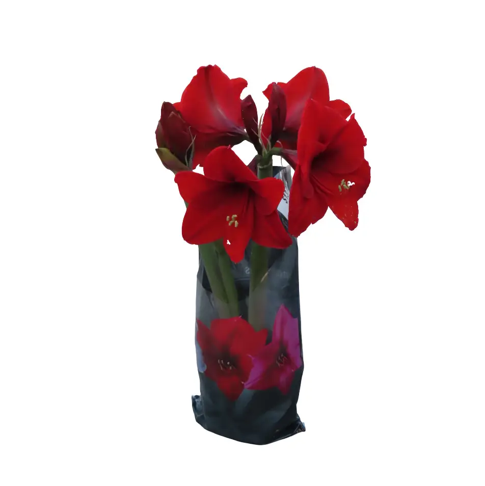 Red Amarylis plant Blooming