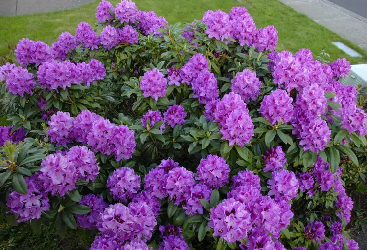 purple flowers of Anah Krusche Rhododendron bush