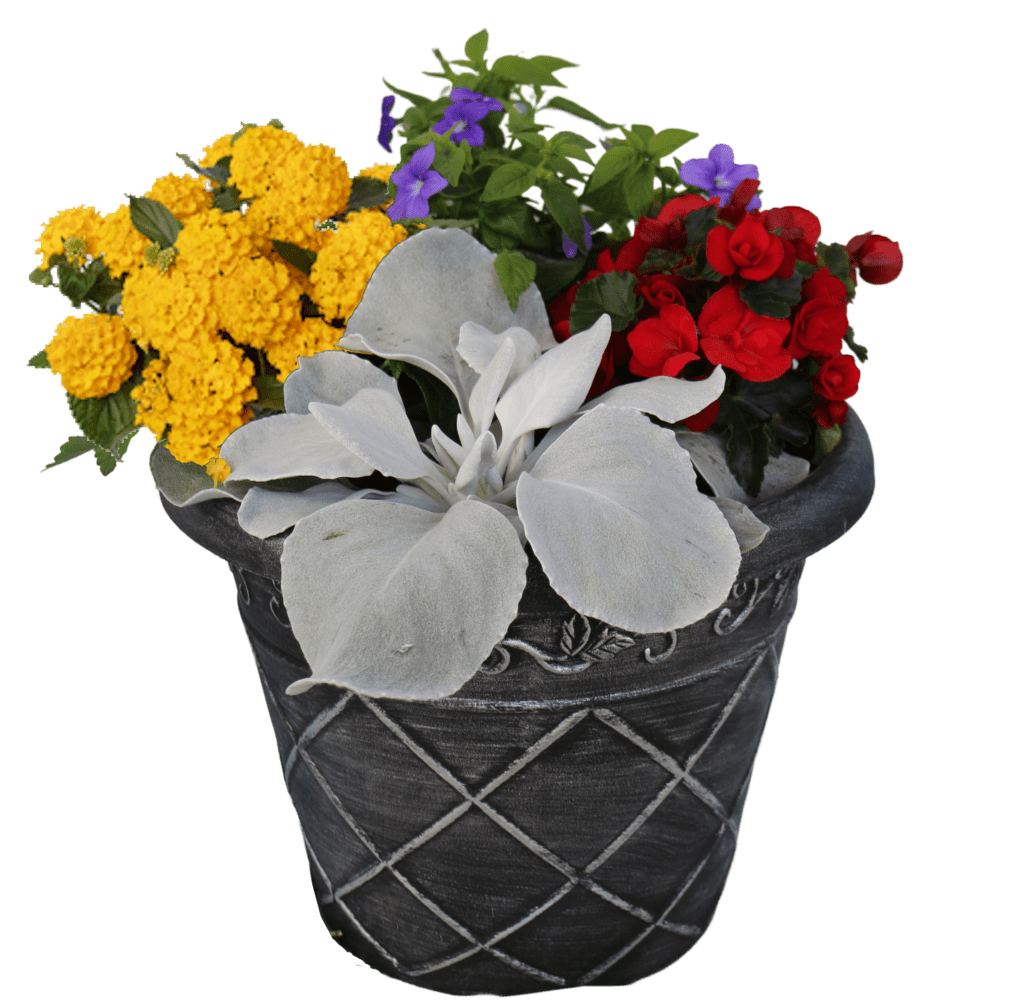 Begonia mixed flower Planter