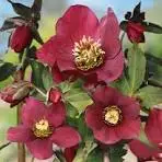 Hellebores Anna's Red