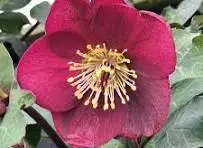 Hellebores Anna's Red