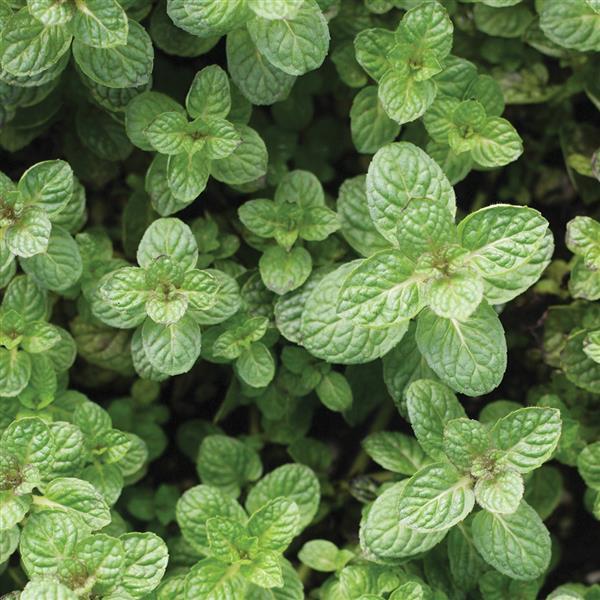 apple mint plant for sale