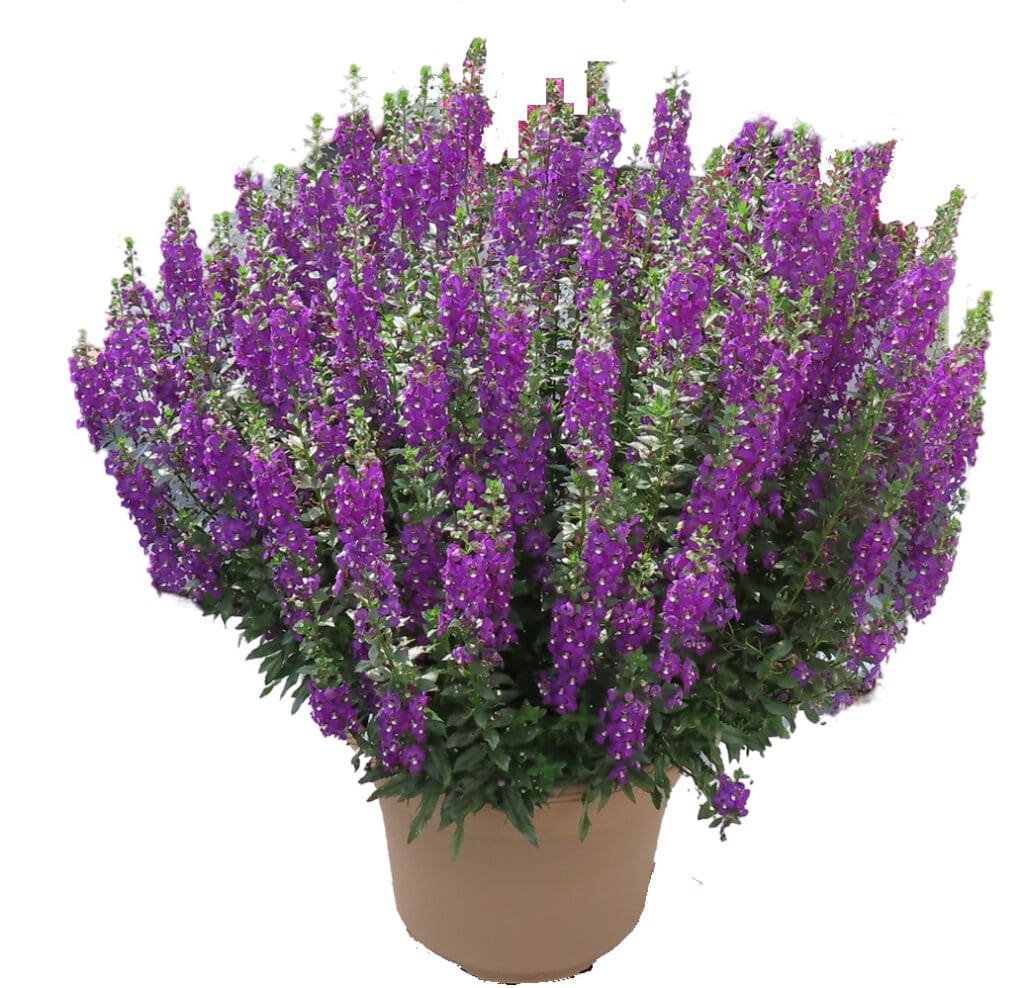 Angelonia Archangel Purple