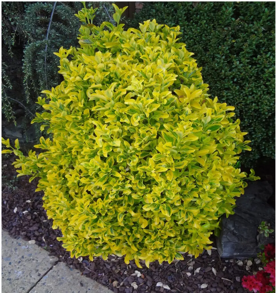 Golden foliage of gold edged Japanese euonymus plant