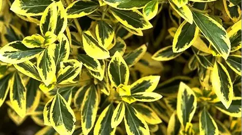 Aureo Marginata Foliage