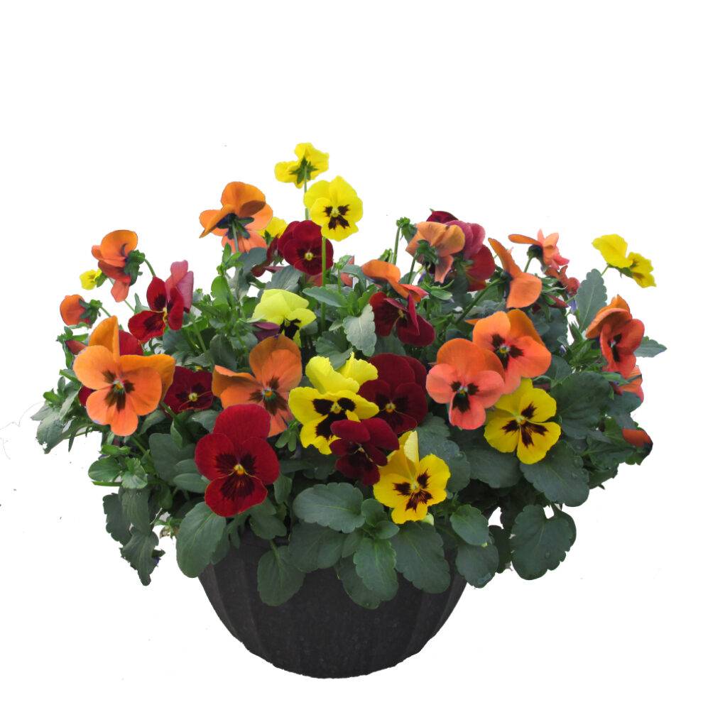 Fall pansies