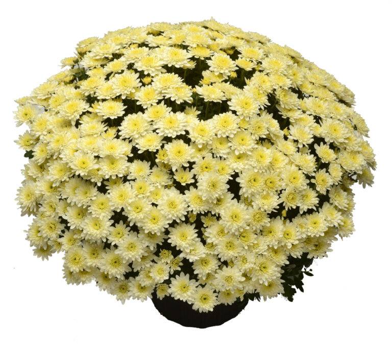 Avalon Creme White