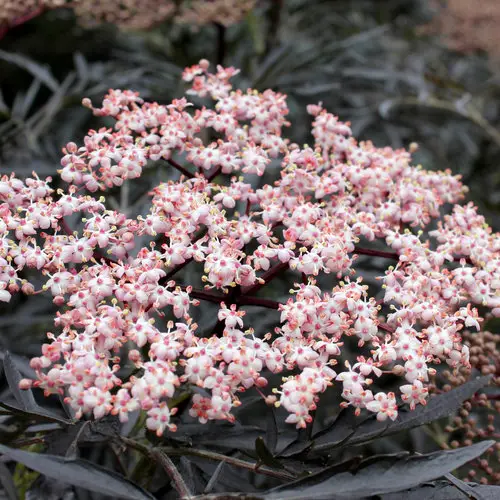 Black Lace Sambucus