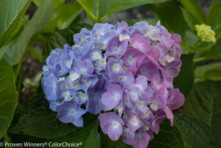 Blue Jangles Hydrangea