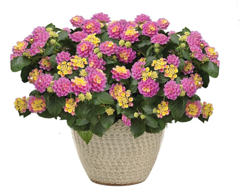 Bandolero Pink
