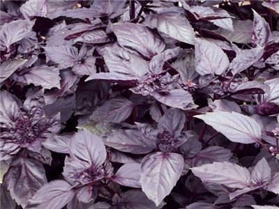 Purple Basil