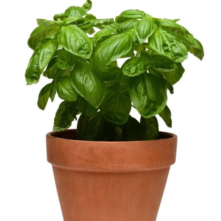 Sweet Basil