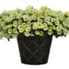 Petunia Bee's Knees