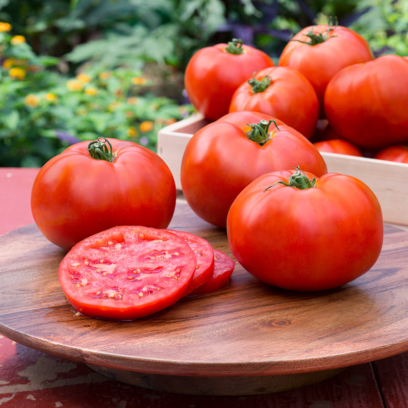 Better Boy Tomato Plants for sale