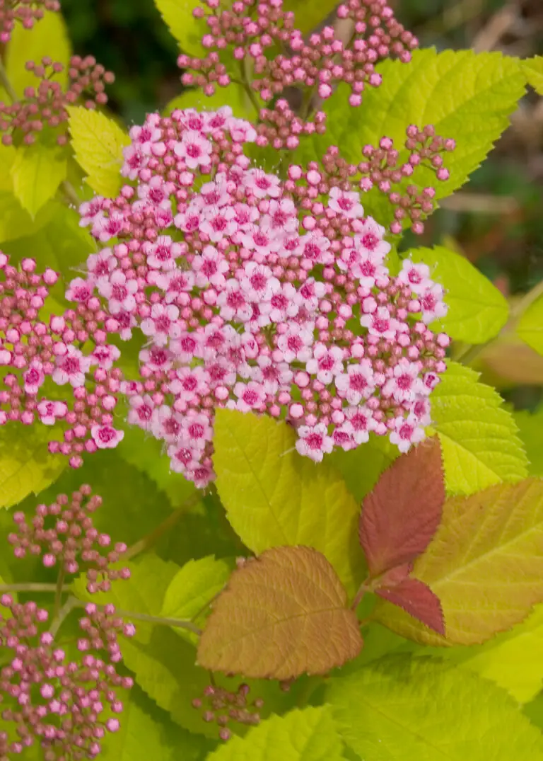 Double Play Big Bang Spirea