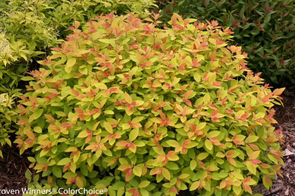 Double Play Big Bang Spirea