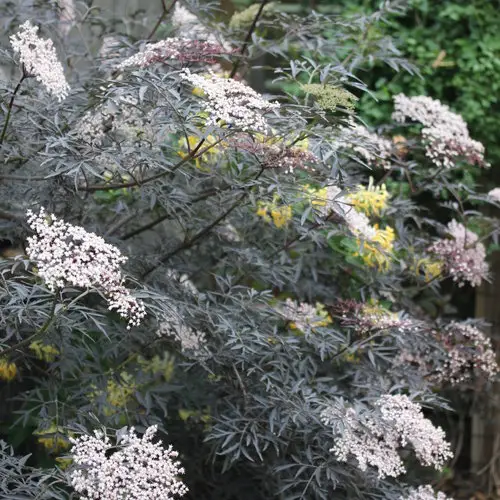 Black Lace Sambucus Elderberry