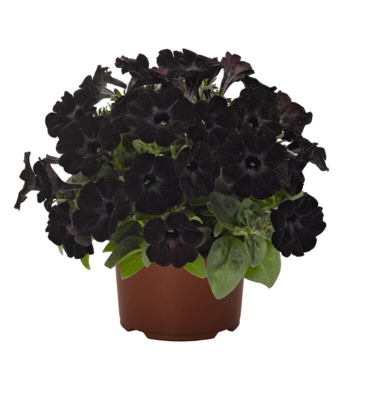 Black Ray