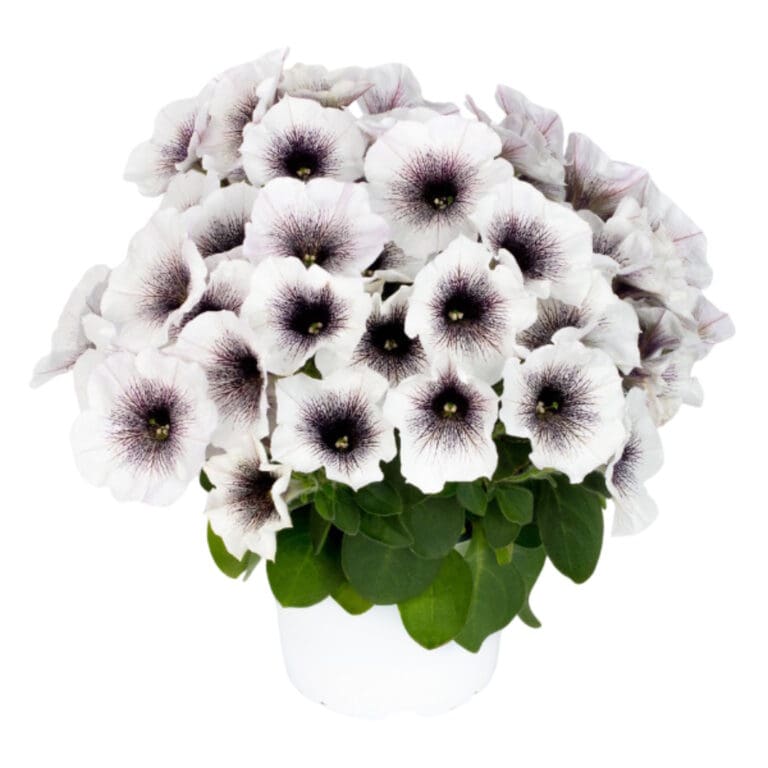Crazytunia Black & White