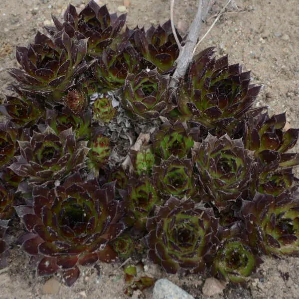 Black Hen & Chicks