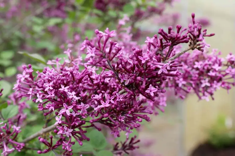 Bloomerang Dark Purple Lilac
