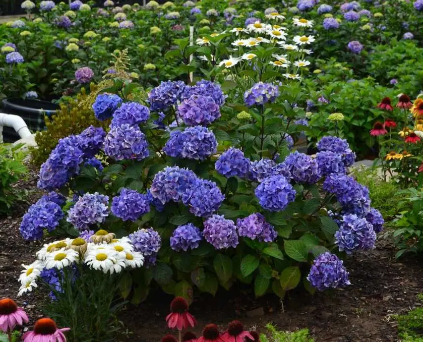 Endless Summer Bloomstruck Hydrangea
