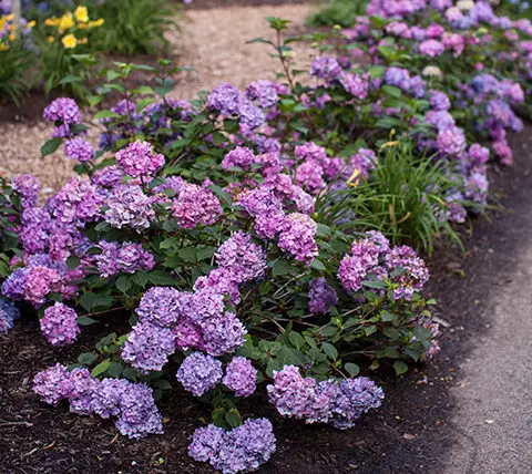 Endless Summer Bloomstruck Hydrangea