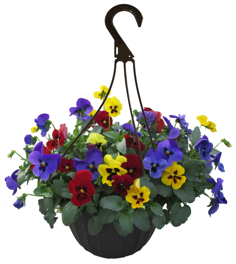 Blotched Mix Pansy Hanging Basket