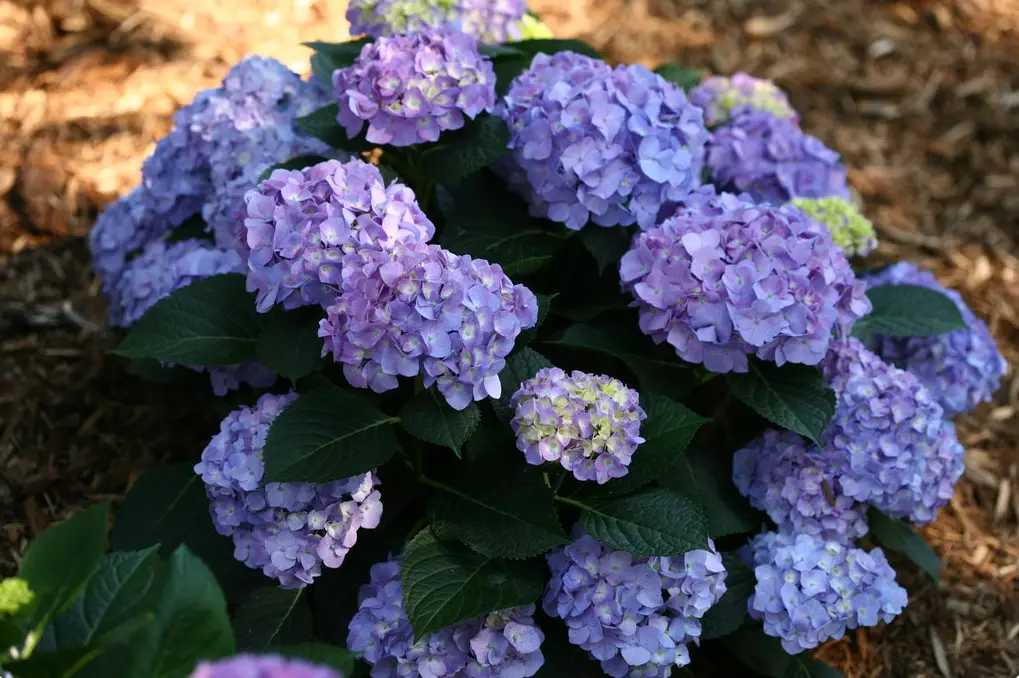Blue Jangles Hydrangea plant