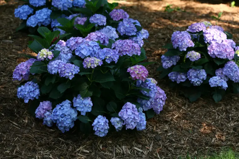 Blue Jangles Hydrangea