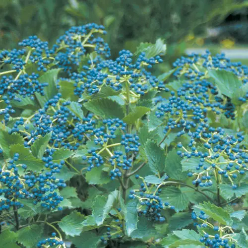 Blue Muffin