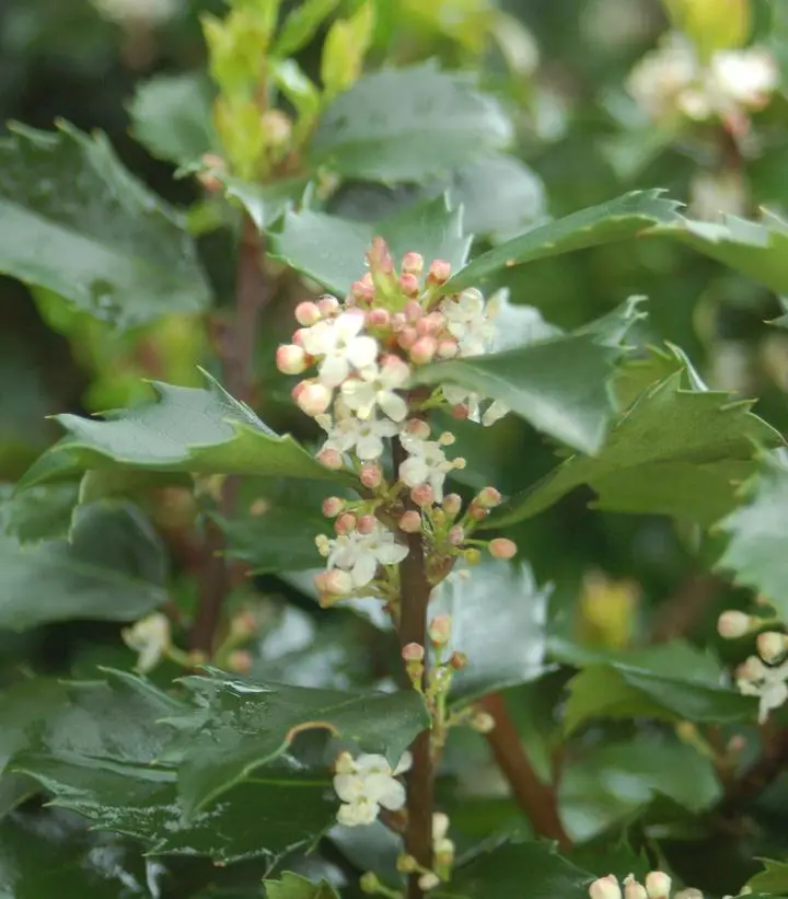 flowers of blue prince holly plant