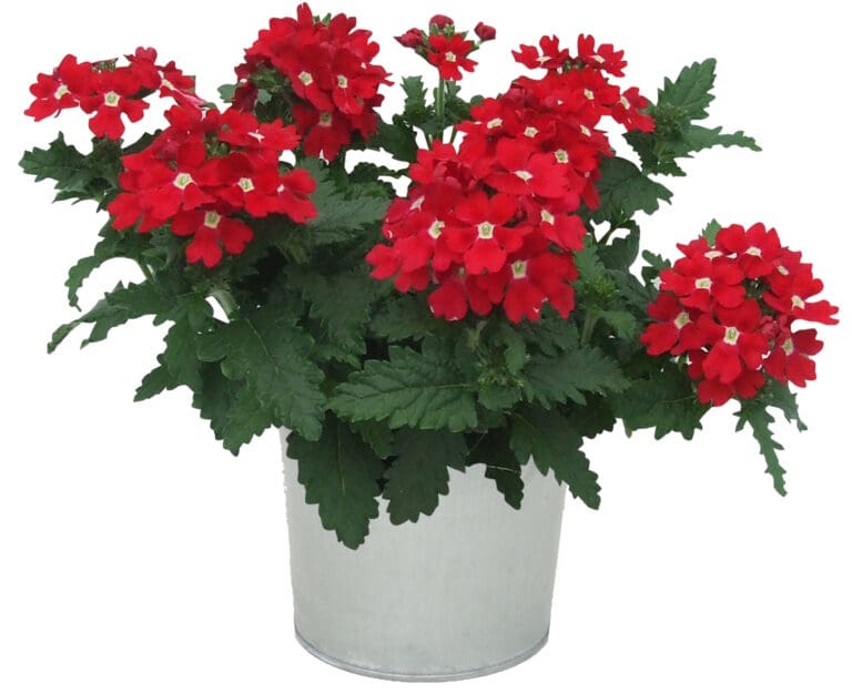 Blues Red