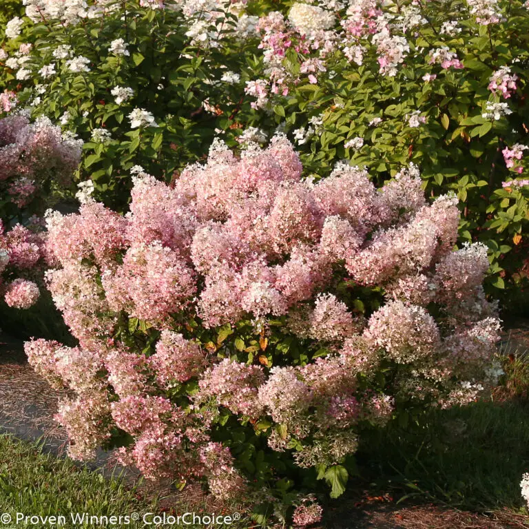 Bobo Hydrangea