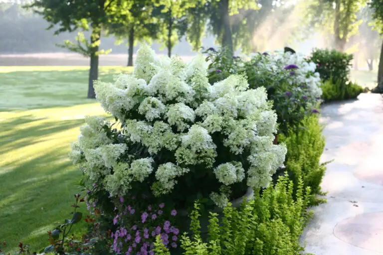 Bobo Hydrangea
