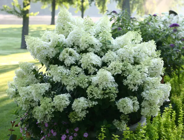 Bobo Hydrangea