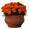 marigold Bonanazo Deep Orange